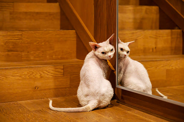 A beautiful white Devon Rex cat sitting on the wooden floor. The kitten relaxed, and he is photographed with a shallow depth of field.