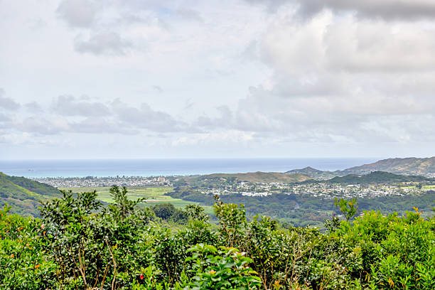 istock Lush rainforest scenery outside of Honolulu 2230346582