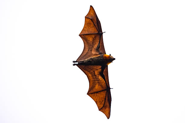 The flying fox (Pteropus spp.) glides through the sky with its expansive wings fully extended, revealing the intricate details of its translucent wing membranes as sunlight filters through. The bat's silhouette stands out against the white background, showcasing its impressive wingspan and sharp claws.