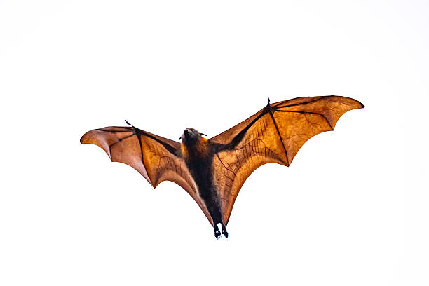 istock A flying fox (Pteropus spp.) soaring overhead, isolated against a white background with sunlight illuminating the delicate membrane of its outstretched wings 2230347167