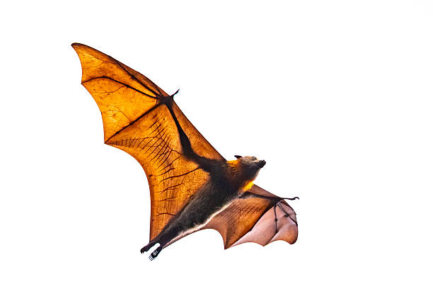 istock A flying fox (Pteropus spp.) soaring overhead, isolated against a white background with sunlight illuminating the delicate membrane of its outstretched wings 2230347169