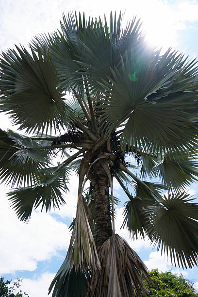 istock Silver Bismarck palm (Bismarckia nobilis). Open ground Bismarckia palm tree. 2230347349