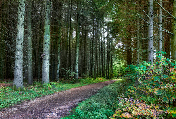 A serene forest path meanders through an area of tall trees and abundant green vegetation, creating a peaceful atmosphere. The dappled sunlight filtering through the leaves adds a calming effect to the scene.