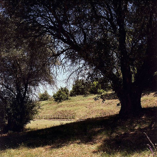 In this theater, King Philip II of Macedon was assassinated in 336 BCE during a public celebration. His death marked a turning point, leading to the rise of his son Alexander the Great and the start of his conquests. Today, the site consists of well-preserved stone remains, surrounded by olive trees that add to the historic and serene atmosphere.