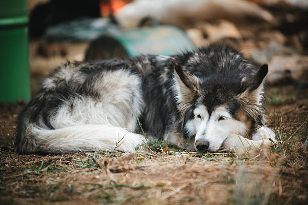 Alaskan Malamute laying on the ground and resting