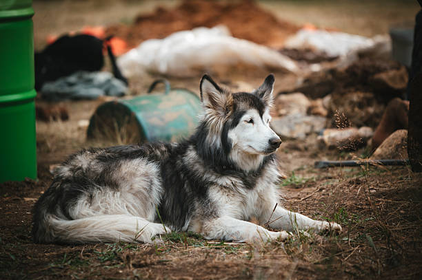 Alaskan Malamute laying on the ground and resting