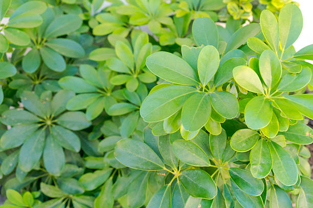 istock Green plant with leaves that are shaped like a leaf 2230354395