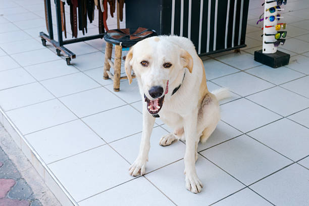 White dog is sitting on a tile floor. It has its mouth open and is making a loud noise