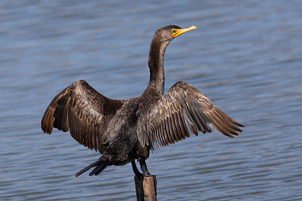 istock Double-crested cormorant perched, seen in the wild in North California 2230354554