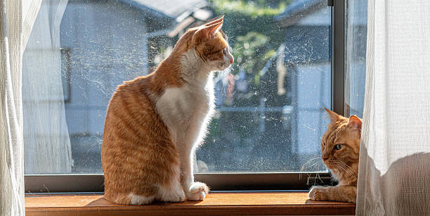 istock Two cute cats relaxing by the window 2230355002