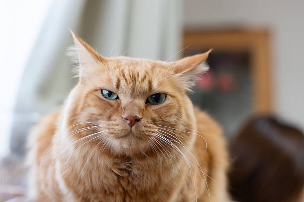 istock Cute cat relaxing by the window 2230355028