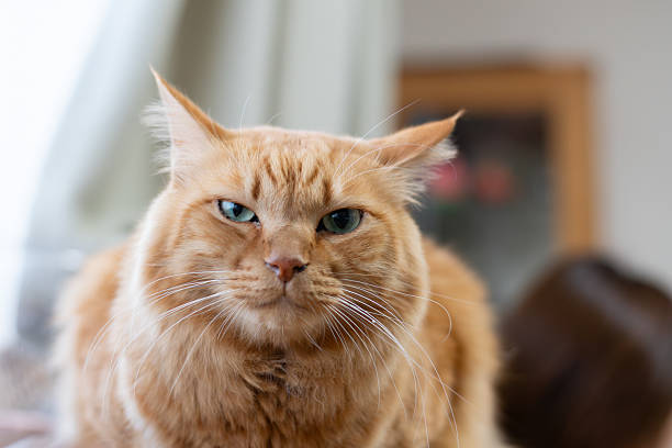 istock Cute cat relaxing by the window 2230355037