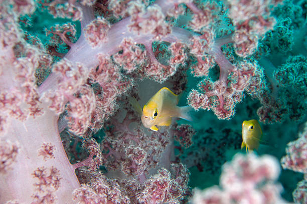 Close-up of a tropical yellow damselfish nestled inside soft coral branches. A colorful underwater scene showcasing marine biodiversity.