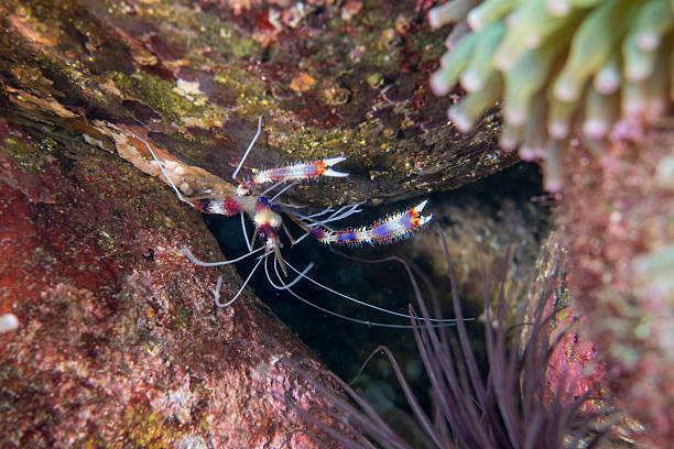 Underwater photograph of banded coral shrimp (Stenopus hispidus), also known as Otome shrimp in Japan, hiding under a rock with long white antennae.