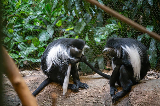 Monkeys with striking black and white fur interact in a lush green habitat during a sunny afternoon
