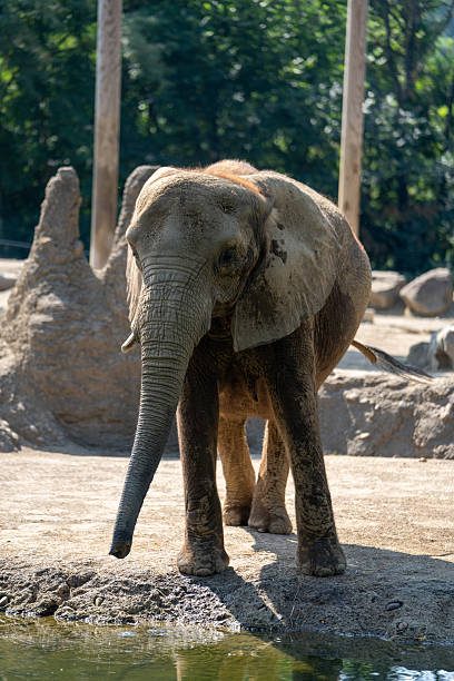 istock Young elephant exploring its habitat in a natural setting during daytime 2230361787