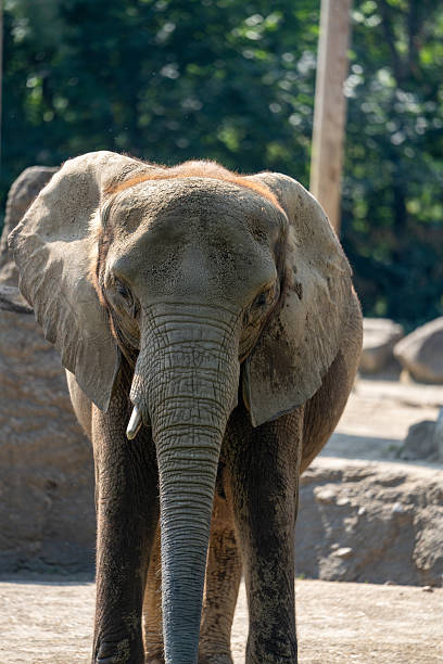istock Young elephant exploring its habitat in a natural setting during daytime 2230361800