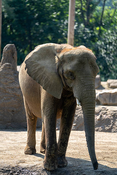 istock Young elephant exploring its habitat in a natural setting during daytime 2230361812