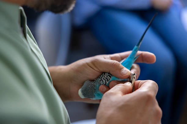 istock A veterinarian trims a budgerigar's nails 2230364488
