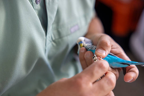 istock A veterinarian trims a budgerigar's nails 2230364812