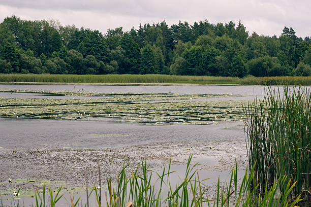 istock Tranquil lake scene with lily pads and lush greenery at midday in a natural setting 2230366965