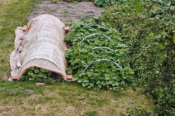 Rows of green plants grow in a backyard garden, featuring protective coverings over tender seedlings to shield them from the elements.