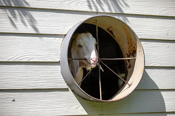 White goat with long ears peeking its head through a circular metal-framed opening in a wooden wall. The centered composition and curious expression create a playful yet visually striking moment