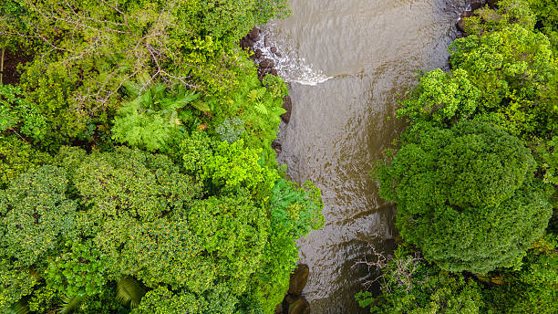 istock Aerial View of Lush Greenery by Water 2230369083