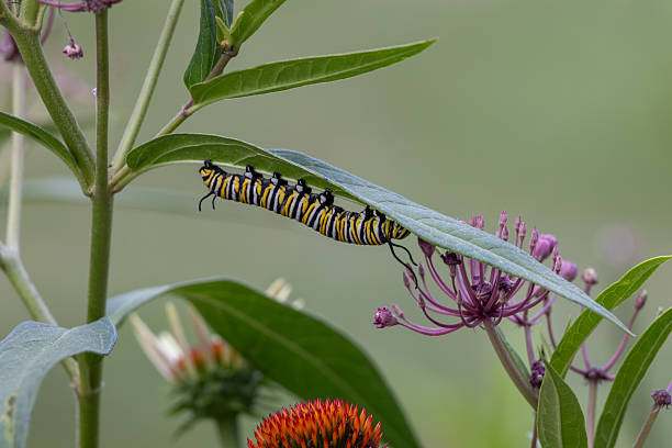 This image shows an abstract texture background of a monarch caterpillar (danaus plexippus) munching on a swamp milkweed (asclepias incarnata) plant.