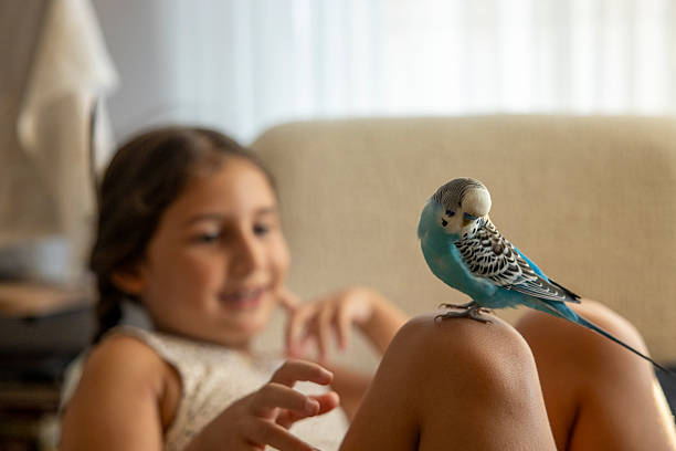 istock little girl playing with her bird 2230372870