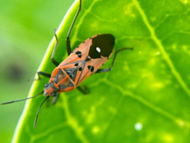 istock Close-up of an insect on a green leaf 2230373177