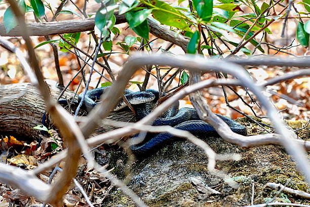 An Eastern Rat Snake remains attentive for danger in the woods of Northern Virginia.