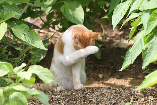 Adorable ginger and white cat sitting on the ground with one paw covering its face, looking shy or embarrassed. Perfect funny animal moment for memes and social media.