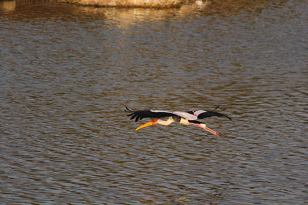 istock Graceful Painted Stork Gliding Over Water Surface 2230375415