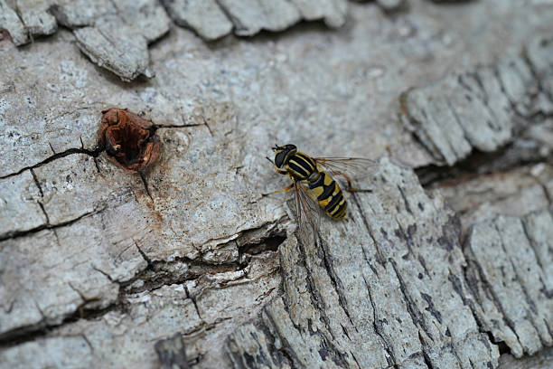istock Closeup on a Sun fly a hover fly, Helophilus pendulus warming up on a tree trunk 2230377330
