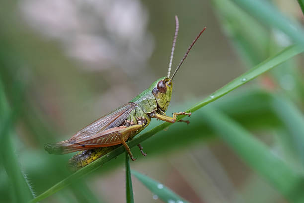 istock Closeup on a Common grasshopper , Pseudochorthippus parallelus, on a straw of grass 2230377338