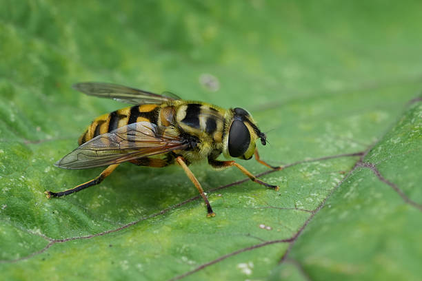 istock Closeup on a Batman hoverfly, Myathropa florea on a green leaf 2230377383