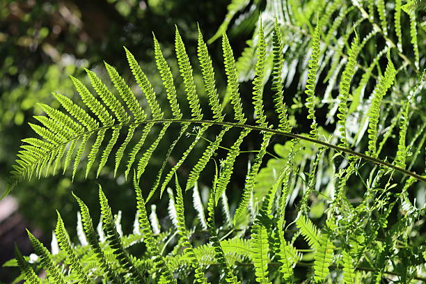 Fern fronds in a woodland