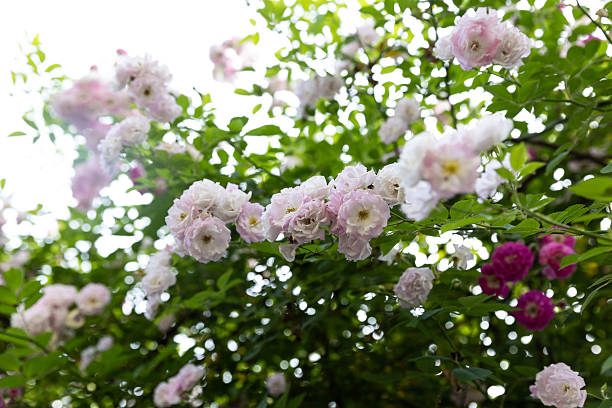 The wall is covered with pink roses