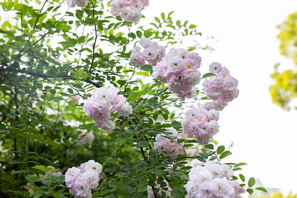 The wall is covered with pink roses