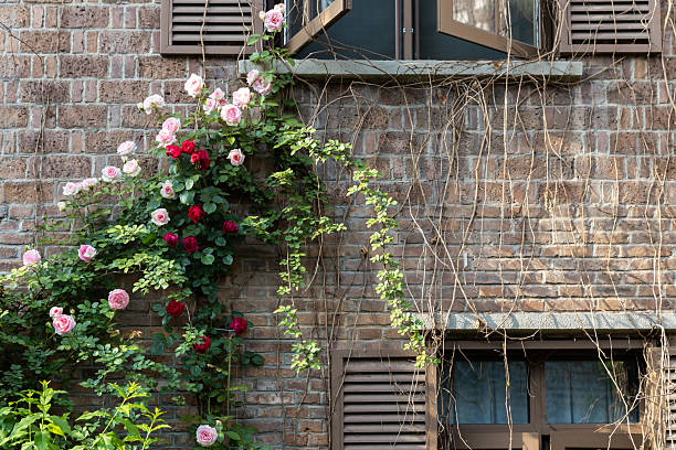A window and the walls of a building are covered with green white flower plants