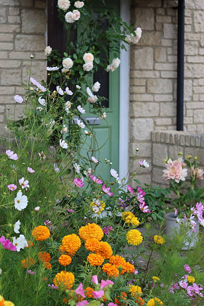 istock Marigolds and cosmos in a flower bed in summer 2230378541