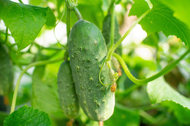istock Cucumbers in greenhouse 2230379783