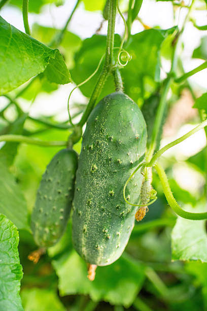 istock Cucumbers in greenhouse 2230379805