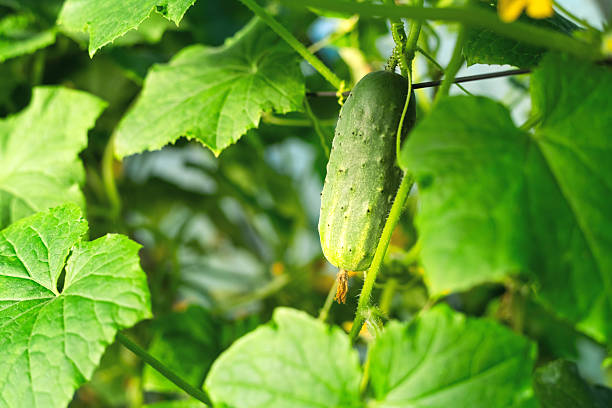 Cucumber in greenhouse