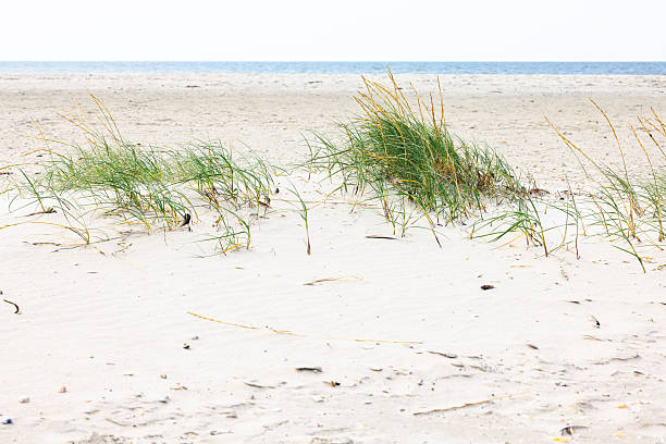 Sand dune, grass, St Peter Ording, North Sea, Germany.
