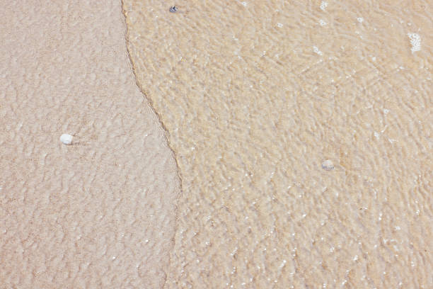 Textured and abstract backgrounds. Sea, beach sand background with seashells. full frame, natural. North Sea.