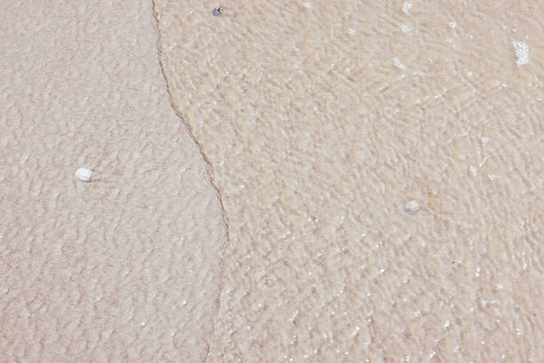 Textured and abstract backgrounds. Sea, beach sand background with seashells. full frame, natural. North Sea.