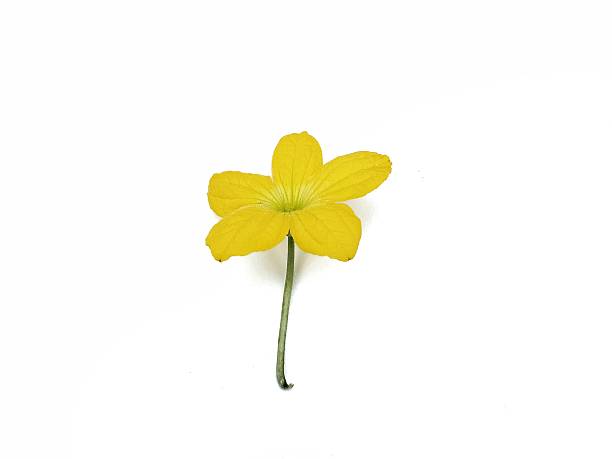 istock Golden cucumber flower isolated on white background 2230380834