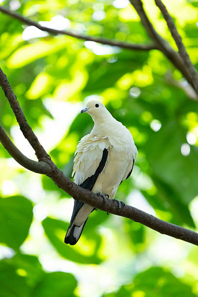 istock The pied imperial pigeon perched on a branch 2230381292
